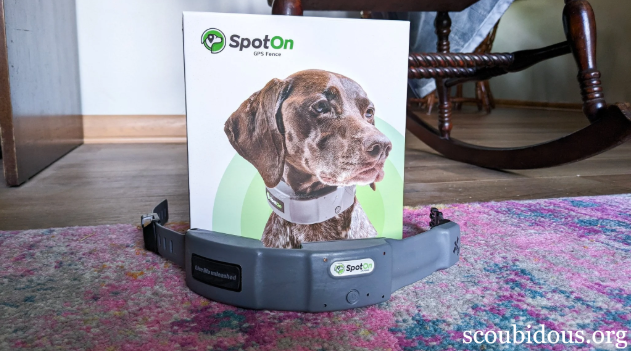 Who Should Use a GPS Dog Collar Fence